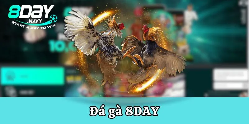 Đá gà 8DAY hợp tác phát sóng tại các trường đấu hàng đầu Châu Lục